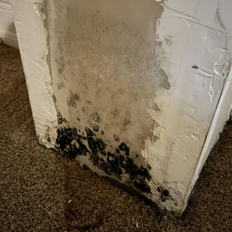 Professional Mold Removal in Niantic, CT